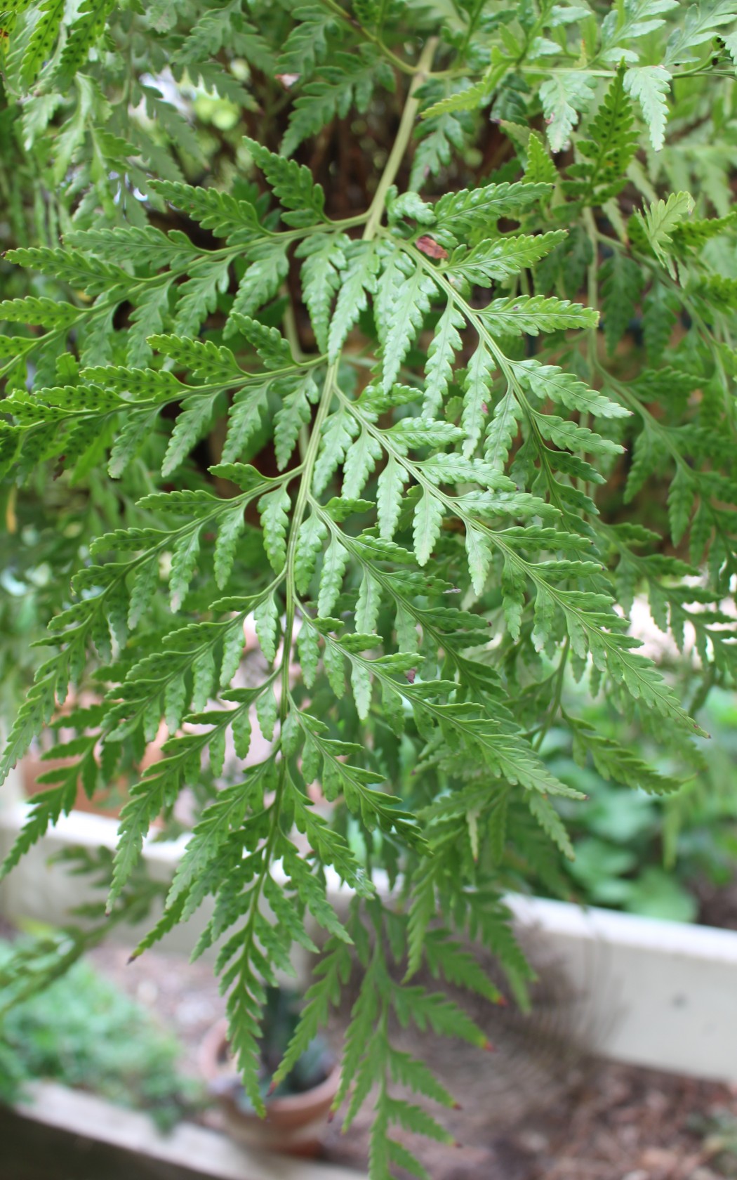Frond_front